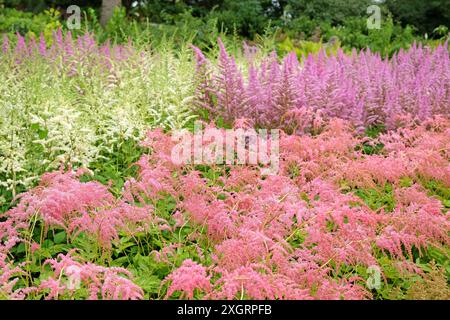 Salmon pink Astilbe thunbergii ‘Ostrich Plume’ in flower. Stock Photo