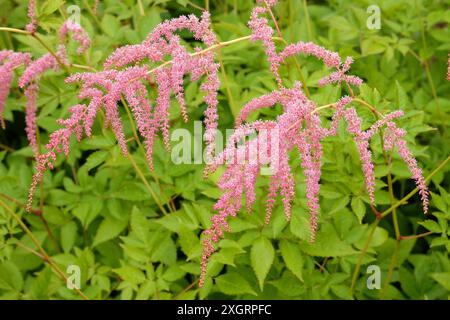 Salmon pink Astilbe thunbergii ‘Ostrich Plume’ in flower. Stock Photo