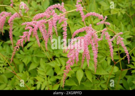 Salmon pink Astilbe thunbergii ‘Ostrich Plume’ in flower. Stock Photo