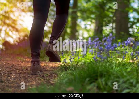 Low pov rear view of the lower legs of isolated female walker out hiking on a UK woodland path through bluebells at sunset. Stock Photo