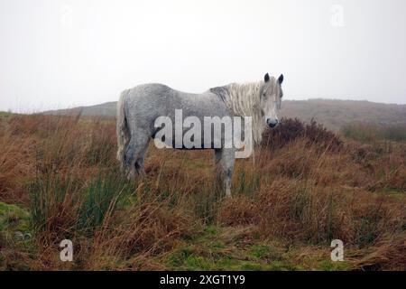 A Wet White/Grey Stallion Fell Pony Standing in the Rain near 'Hollow Moor' in the 'Green Quarter Fell', Kentmere in the Lake District. Cumbria UK. Stock Photo