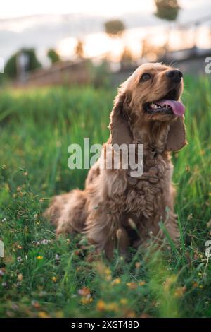 Cocker spaniel dog lying in the grass Stock Photo