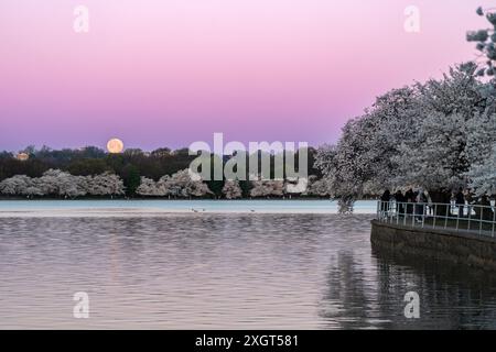 Full moon over the tidal basin in Washington DC during sunrise, peak cherry blossom Stock Photo