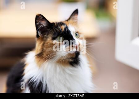 A long haired calico cat with striking black markings on its face sits outside in a garden. Stock Photo