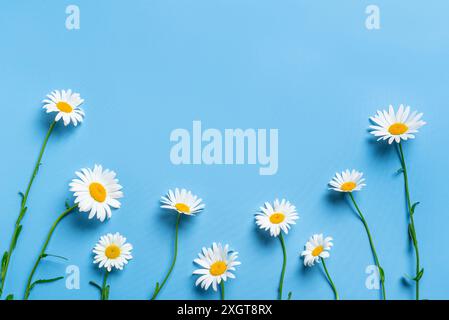 Daisy flowers, chamomile buds on blue background, top view, copy space. Creative layout of white daisies, greeting card mock up. Stock Photo