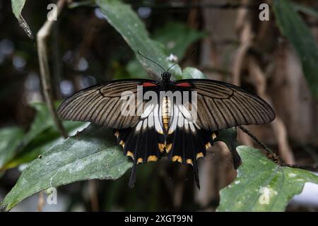 Papilio memnon, the great Mormon butterfly, a swallowtail native to Southern Asia. Stock Photo