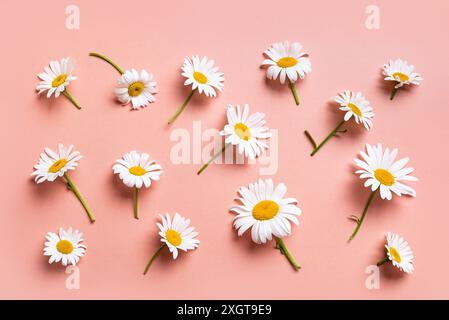 Daisy flowers, chamomile flowers on pink pastel background, top view. Creative pattern layout of white daisies, summer holidays concept. Stock Photo
