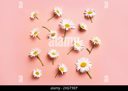Daisy flowers, chamomile flowers on pink pastel background, top view. Creative pattern layout of white daisies, summer holidays concept. Stock Photo