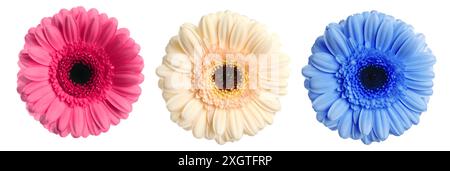 Three beautiful gerbera flowers isolated on white, set Stock Photo