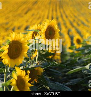 Sunflower in full bloom in field of sunflowers Stock Photo
