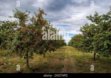 Cherries on orchard tree in sunset Stock Photo