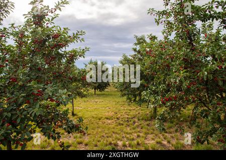 Cherries on orchard tree in sunset Stock Photo