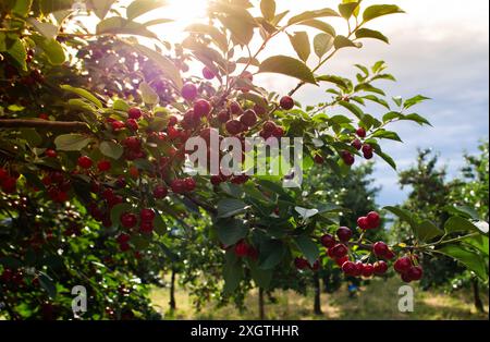 Cherries on orchard tree in sunset Stock Photo