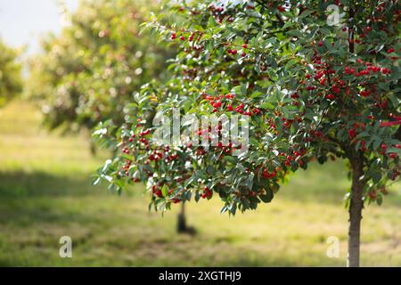 Cherries on orchard tree in sunset Stock Photo