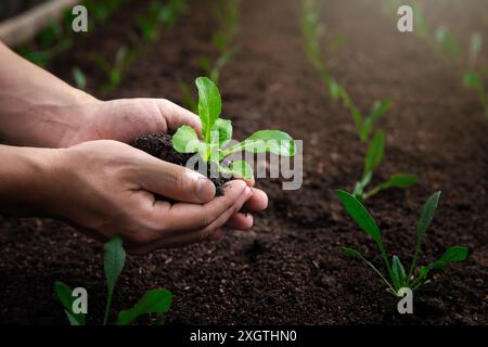 Organic vegetables. Farmer hands with young bok choy with soil in a greenhouse. Stock Photo