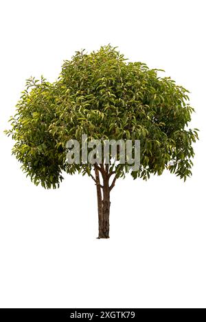A big tree isolated on white background Stock Photo