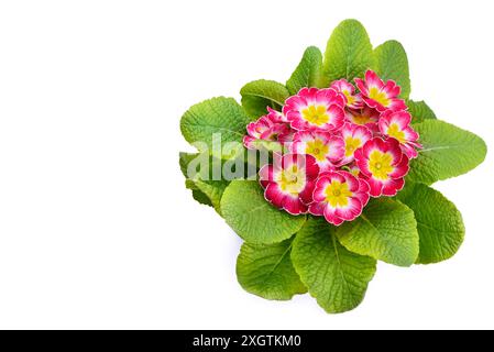 Primrose flowers isolated on white background. Free space for text. Stock Photo