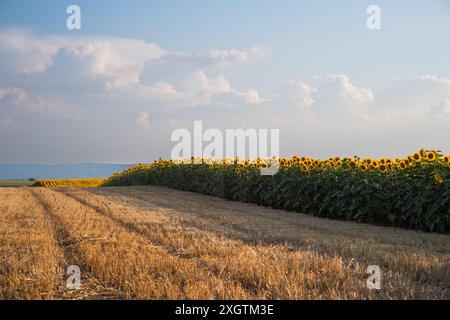 Sunflower field on sunset. Beautiful nature landscape panorama. Stock Photo