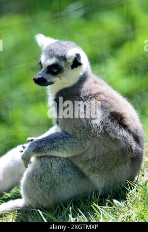 A male ring-tailed lemur at Paignton zoo in South Devon. Stock Photo