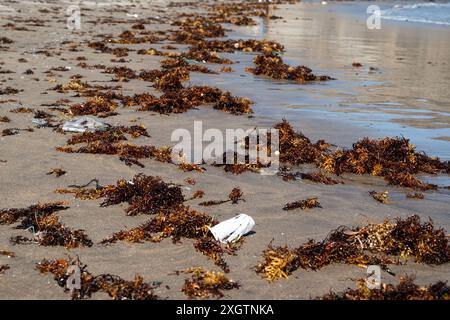 A beach covered in seaweed and trash. The beach is littered with plastic bottles and other debris. The scene is desolate and uninviting, with the tras Stock Photo