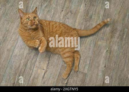 Red cat with funny face lying on a wooden floor and messing around Stock Photo