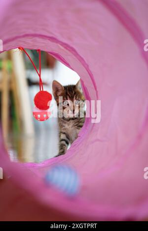Adorable tabby kitten peering through a pink play tunnel, curiosity sparked by a red and white hanging toy. Soft lighting enhances the playful and inn Stock Photo