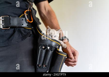 A cute light-brown kitten looks curiously from a black and yellow tool belt worn by anonymous unidentifiable worker. The image captures a playful mome Stock Photo