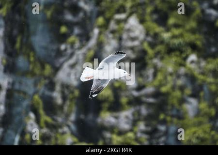 Seagull bird flying along the Fjord on gloomy day at Milford Sound Stock Photo