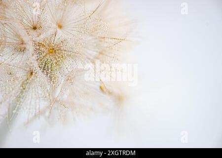 A stunning close-up image featuring the intricate details of a dandelion seed head adorned with sparkling water droplets, set against a soft off-white Stock Photo