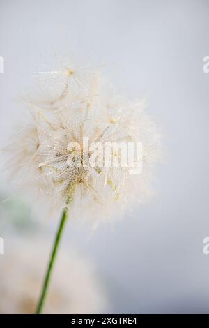 Close-up image of a delicate dandelion covered in water droplets, on a soft white background, highlighting the intricate beauty and elegance in a sere Stock Photo