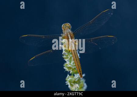 A stunning macro photograph capturing a sympetrum dragonfly resting on a flowering plant stem, with its delicate wings and detailed body highlighted a Stock Photo