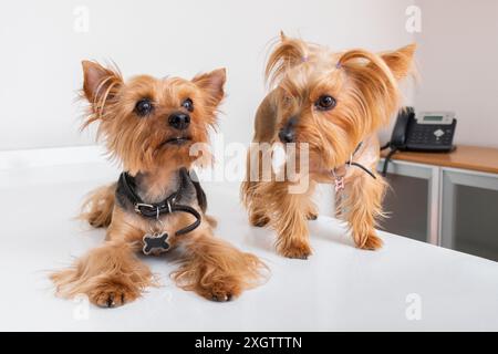 Two alert Yorkshire Terriers with silky coats and vivid eyes pose on a white office desk, looking curiously towards something off-camera, adding a hum Stock Photo