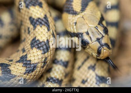 This detailed image captures the unique appearance and pattern of Zamenis scalaris, showcasing its distinctive black ladder-like markings and textured Stock Photo