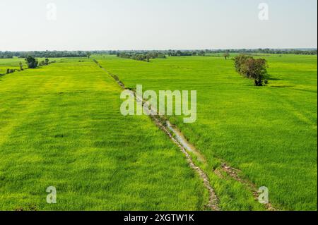 Heart Rice Paddy Vibrant green rice paddies stretching across the valley under a bright ...