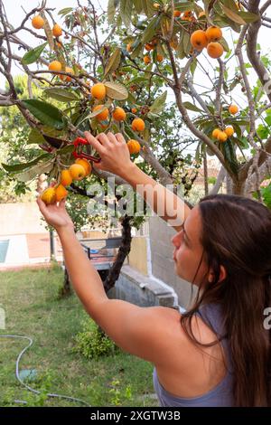 A woman stands in her garden, carefully picking ripe, orange fruit from a tree using pruning shears. She focuses on harvesting the fruit, surrounded b Stock Photo