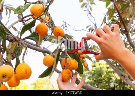 Close-up of anonymous woman using red pruning shears to harvest ripe, orange fruits from a tree in her garden. The scene highlights the detailed proce Stock Photo