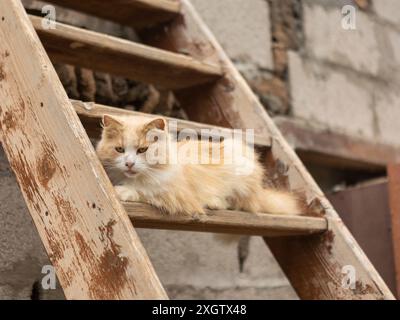 A fluffy white and ginger cat lounging on an aging wooden ladder, looking away from the camera, set against a rustic farm backdrop. Stock Photo