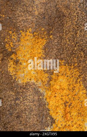High-resolution image showcasing a naturally weathered surface with a distinctive abstract pattern The vivid orange contrasts strikingly against the e Stock Photo