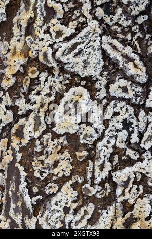 Close-up image showcasing intricate white crystalline formations patterns over a dark brown rough bark, presenting a natural abstract landscape Stock Photo