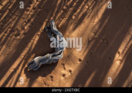 A close-up of a desert scene showing the sharp textures of sand marked by rippling shadows, with a piece of faded, twisted wood nestled within Stock Photo