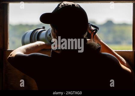 Back view of an unrecognizable woman, captured from the back, in the bird watching at a nature reserve, aiming a camera from a wooden hide. Stock Photo