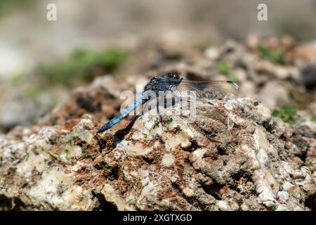 Close-up image of a Southern skimmer, Orthetrum brunneum, a blue dragonfly resting on a natural rocky ground, highlighting the textures and colors of Stock Photo