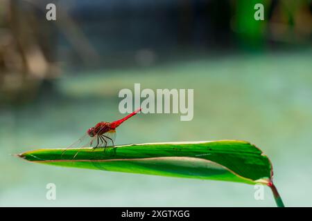 A vivid image capturing a Ruddy Darter male, Sympetrum sanguineum, elegantly resting on a green leaf, showcasing the striking red body that contrasts Stock Photo