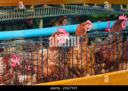 Chicken poultry farming for meat and eggs production in coop and cage Stock Photo