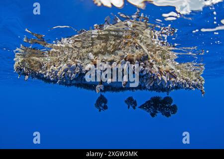Atlantic wreckfish under the garbage. Wrackbarsch fish are hiding under