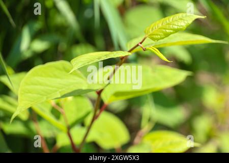 Reynoutria japonica or Japanese knotweed along the river Hollandsche IJssel as an invasive exotic weed in the Netherlands Stock Photo