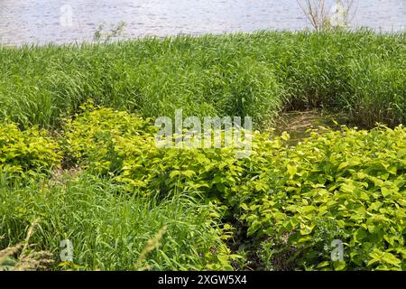 Reynoutria japonica or Japanese knotweed along the river Hollandsche IJssel as an invasive exotic weed in the Netherlands Stock Photo