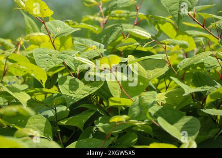 Reynoutria japonica or Japanese knotweed along the river Hollandsche IJssel as an invasive exotic weed in the Netherlands Stock Photo