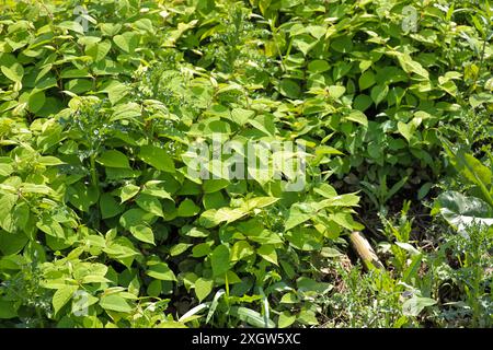 Reynoutria japonica or Japanese knotweed along the river Hollandsche IJssel as an invasive exotic weed in the Netherlands Stock Photo