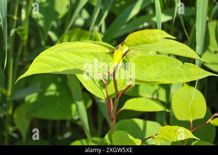 Reynoutria japonica or Japanese knotweed along the river Hollandsche IJssel as an invasive exotic weed in the Netherlands Stock Photo